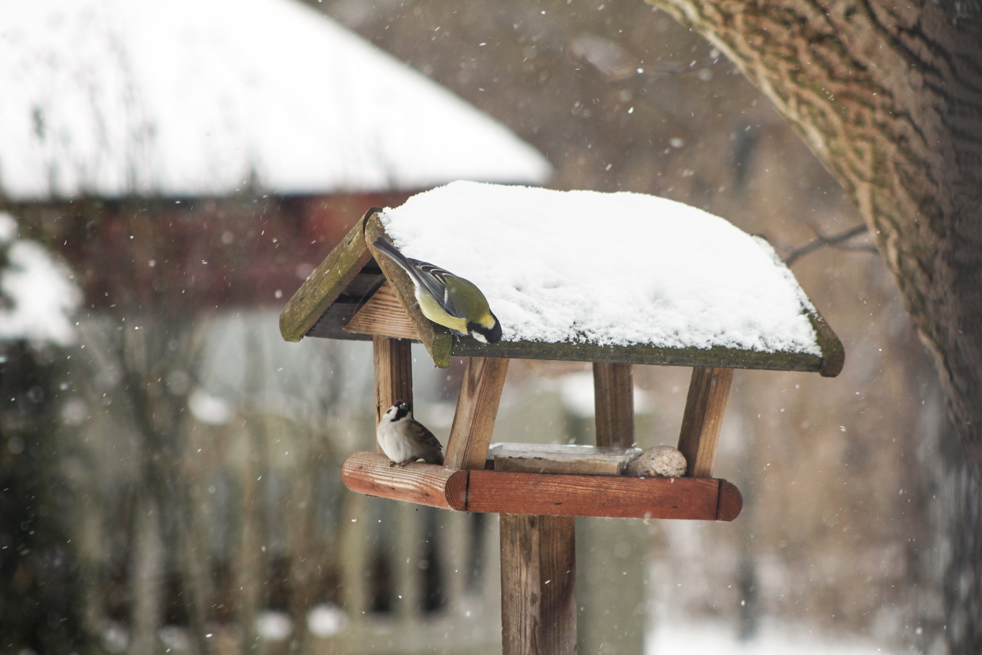 Drobne ptaki przy karmniku dla ptaków. Źródło: pixabay.com