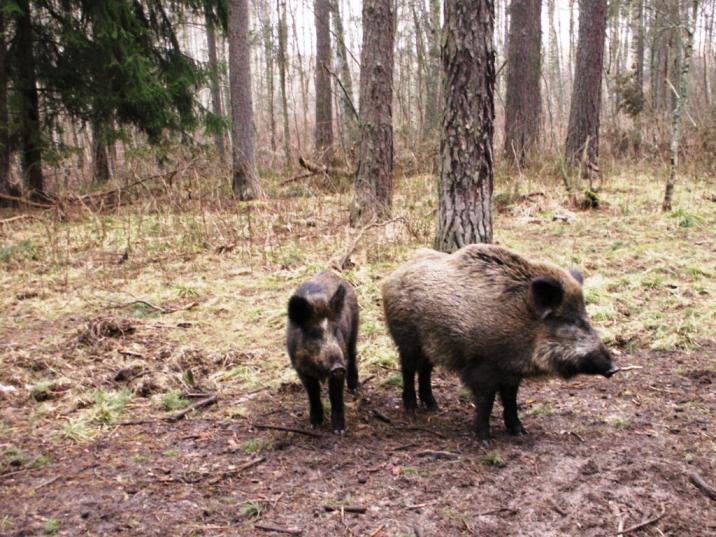 Afrykański&#x20;Pomór&#x20;Świń&#x20;-&#x20;zapoznaj&#x20;się&#x20;z&#x20;udostępnionymi&#x20;materiałami&#x21;