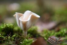 Fascynujący świat grzybów