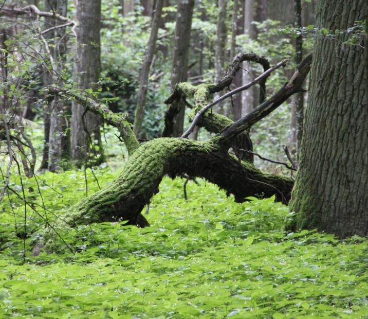 Na&#x20;zdjęciu&#x20;widoczna&#x20;gałąź&#x20;pokryta&#x20;mchem&#x2e;&#x20;Fot&#x2e;&#x20;A&#x2e;M&#x2e;P&#x2e;